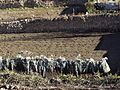 Cultivated cardoons in Ágreda, Spain