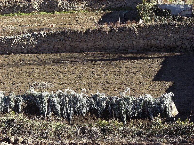 File:Cardo de Ágreda.JPG