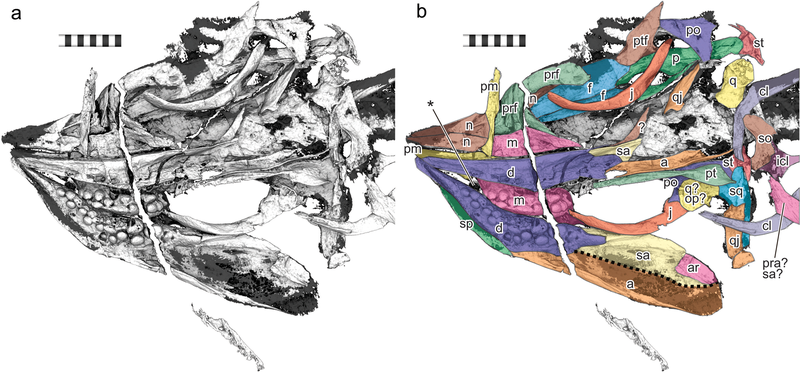 File:Cartorhynchus-fig2-skull.png