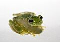 Image 29Powdered glass frog, Cochranella pulverata, Centrolenidae, Honduras to Ecuador (from Tree frog)