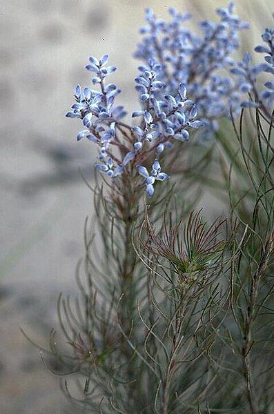 File:Conospermum filifolium.jpg