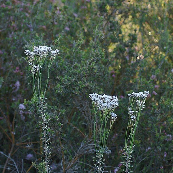 File:Conospermum patens habit.jpg