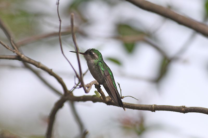 File:Cozumel Emerald (6842663996).jpg