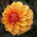 Dahlia 'David Howard' (Decorative)