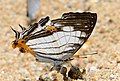 Dark Map-wing (Cyrestis maenalis martini)