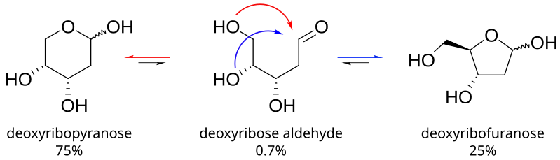 File:Deoxyribose forms.svg