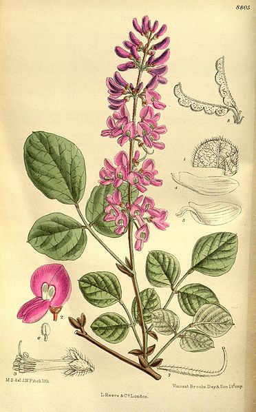 File:Desmodium cinerascens 145-8805.jpg