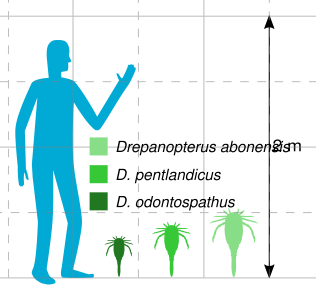 File:Drepanopterus Size.svg