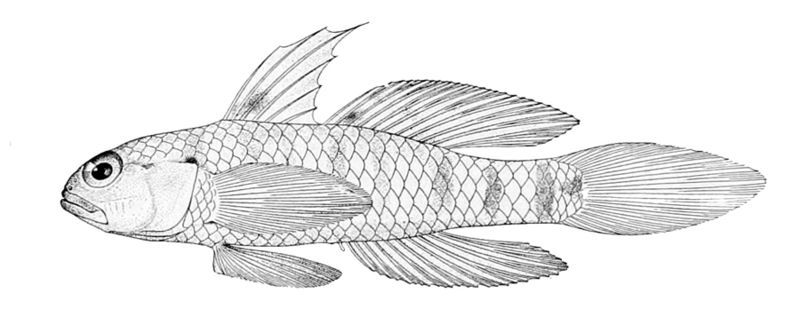 File:Drombus ocyurus.jpg