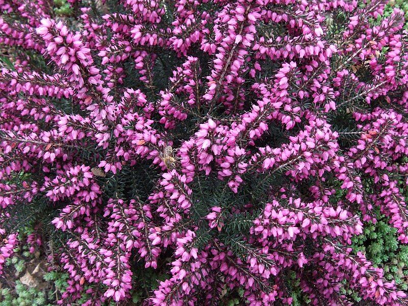 File:Erica darleyensis a1.jpg