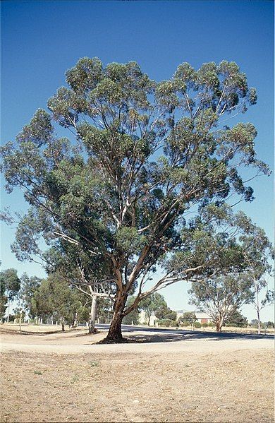 File:Eucalyptus astringens habit.jpg