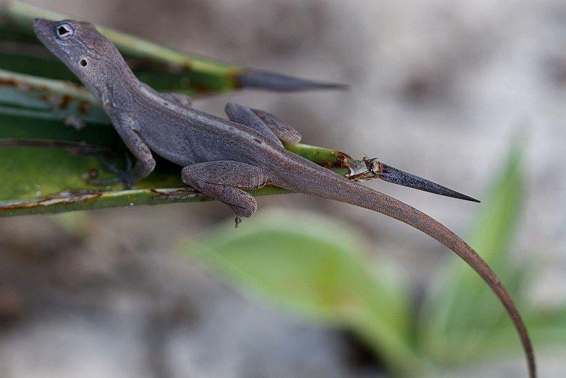 File:Female Anolis scriptus.jpg