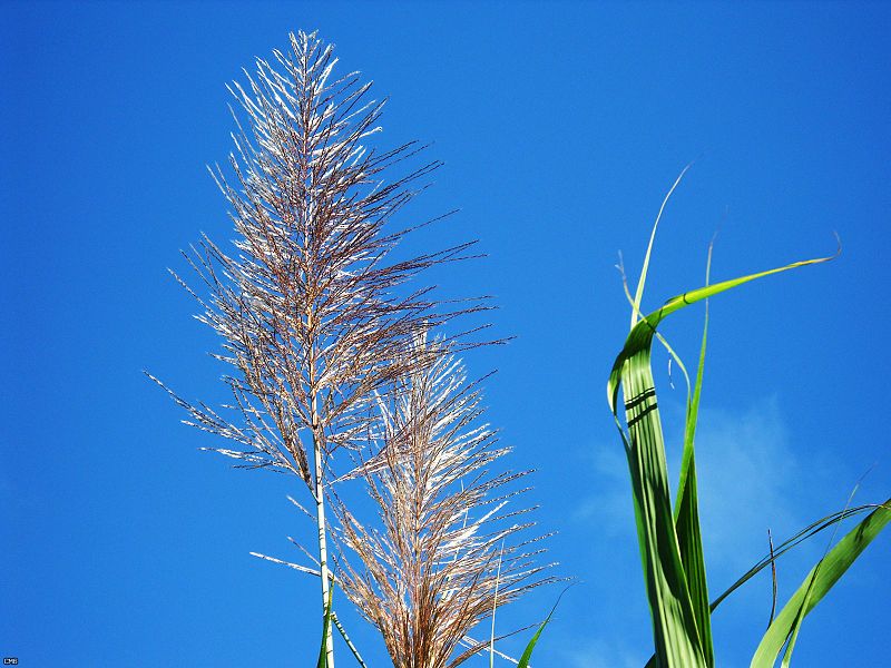 File:Flowering Sugarcane (4682277934).jpg