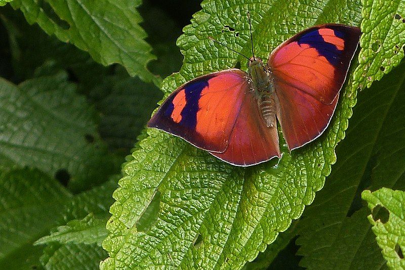 File:Fountainea ryphea1.jpg