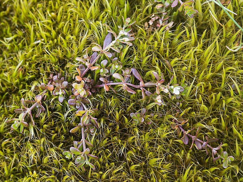 File:Galium antarcticum.jpg