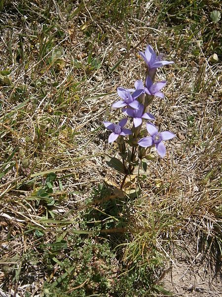 File:Gentianella campestris005.JPG