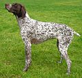 German Shorthaired Pointer