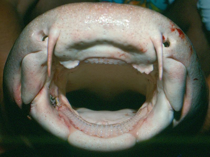 File:Ginglymostoma cirratum head.jpg