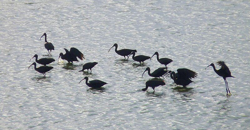 File:Glossy Ibis.JPG