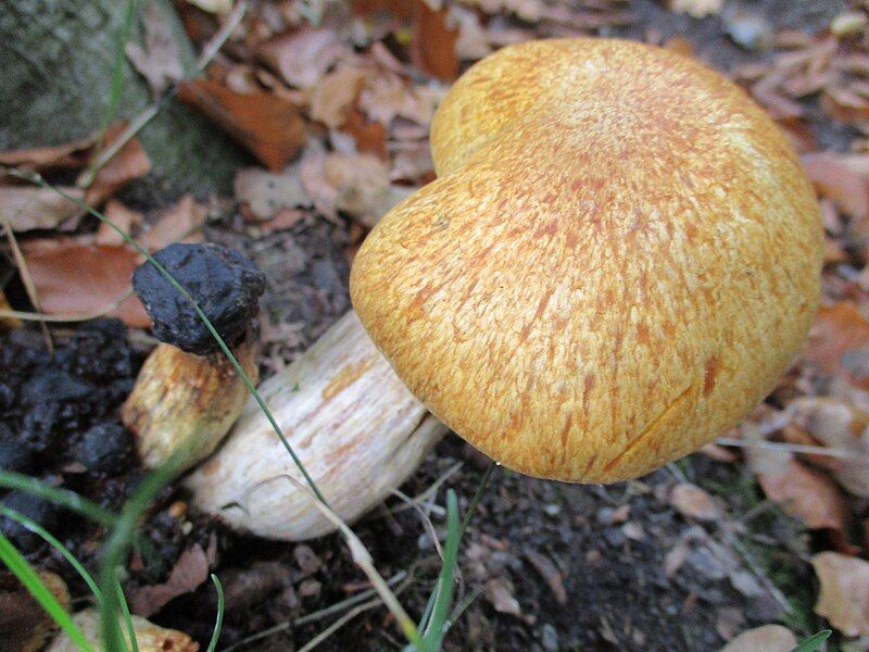 File:Gymnopilus junonius.jpg