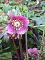 Helleborus orientalis subsp. abchasicus