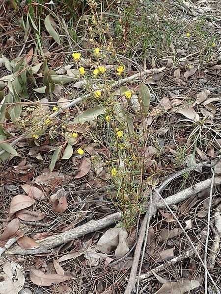 File:Hibbertia ferruginea habit.jpg