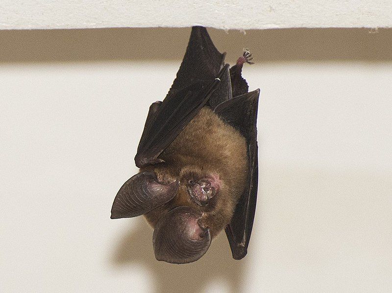 File:Hipposideros khaokhouayensis.jpg