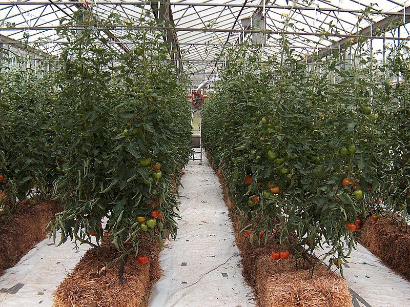 File:Hydroponic g11.jpg