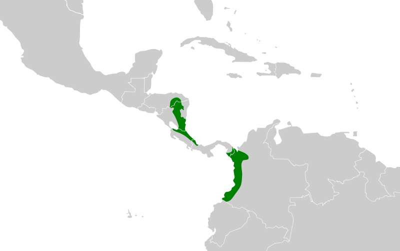 File:Hylopezus dives map.svg