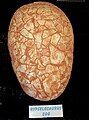 Hypselosaurus egg (Dinosaurland)