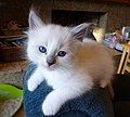 Image 7A Ragdoll kitten (from Kitten)