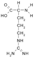 Arginine (Arg / R)