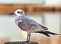 Image 24First winter laughing gull in Riverhead, New York