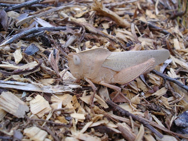 File:LeafShapedGrasshopper.JPG