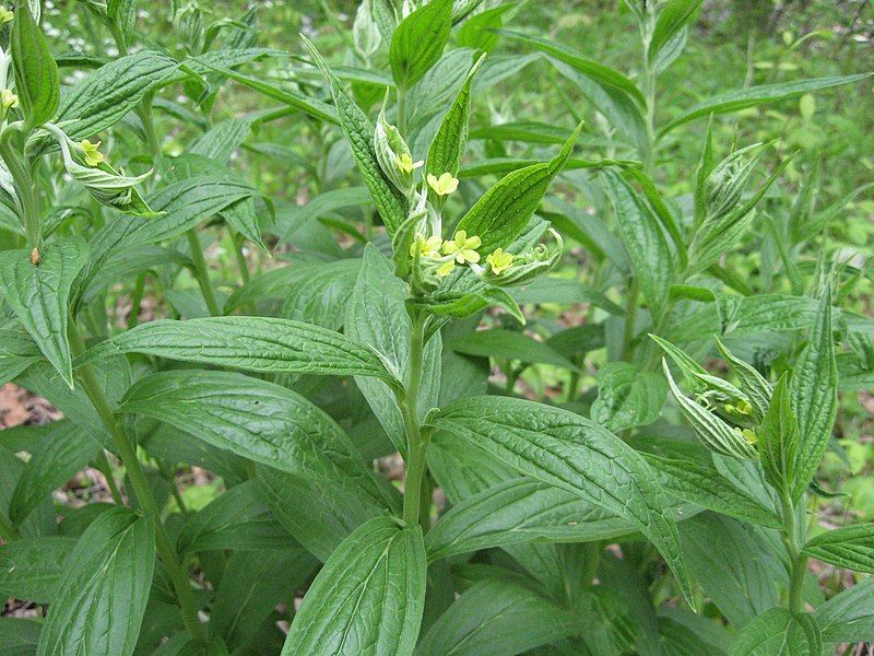 File:Lithospermum latifolium.jpg