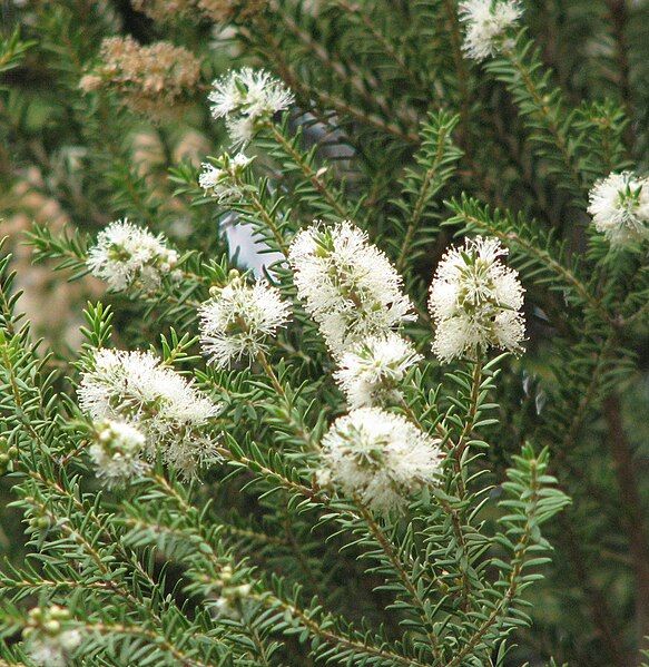 File:Melaleuca lanceolata.jpg