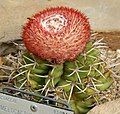 Melocactus concinnus