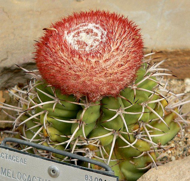 File:Melocactus concinnus 1.jpg