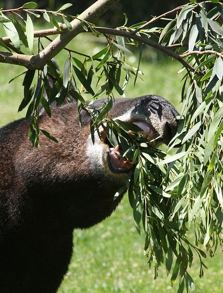 File:Mountain Tapir3.jpg