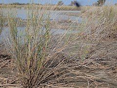 Lignum swamp, Narran Lake nature reserve