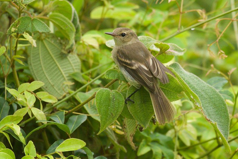 File:Nesotriccus ridgwayi 132039438.jpg