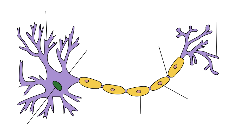 File:Neuron Hand-tuned.svg