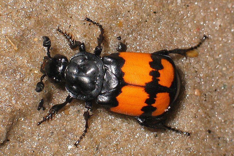 File:Nicrophorus vespilloides5.jpg