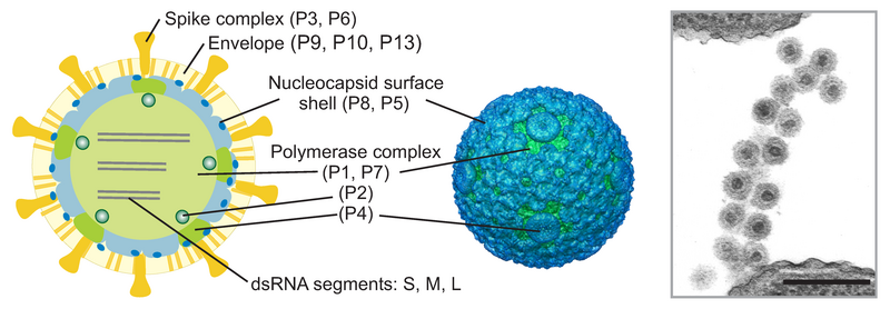 File:ODR.Cysto.Fig1.v2.png