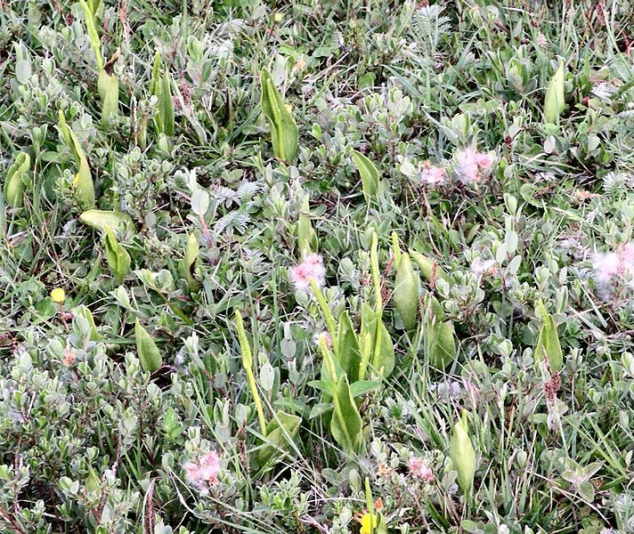 File:Ophioglossum in sand-dunes.jpg