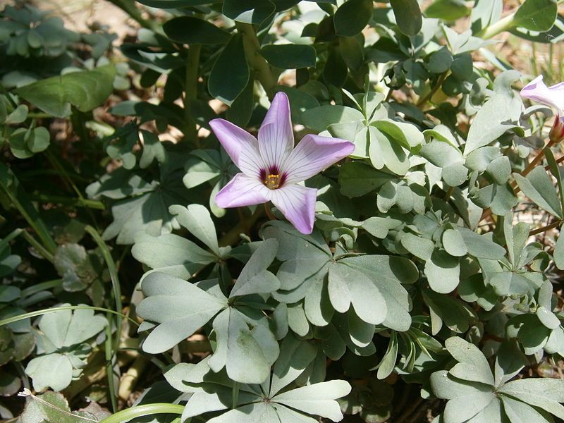 File:Oxalis adenophylla 001.JPG