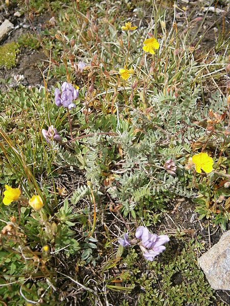 File:Oxytropis helvetica 003.JPG