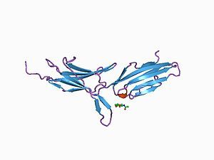 A structural representation of the MadCAM-1 receptor