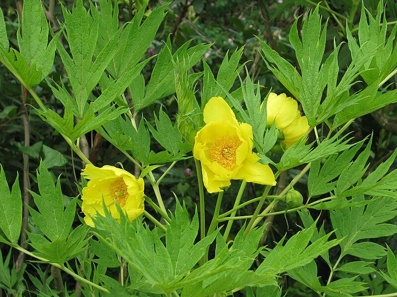 File:Paeonia ludlowii.jpg