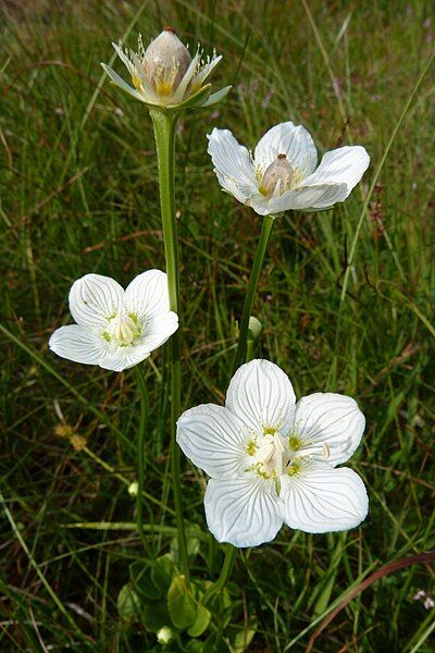 File:Parnassia palustris (Vosges).JPG